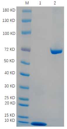 1. Ubiquitin- after phosphorylated<br />2. BSA
